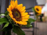 Sonnenblume